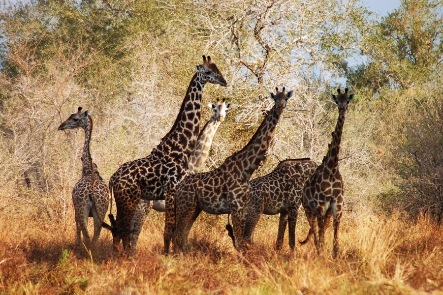 Bellezas de Kenia y Zanzíbar: safari en Kenia y estancia en Zanzíbar