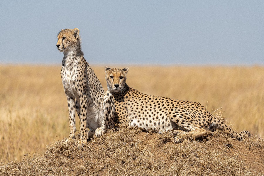 Aventura en Masái Mara y Zanzíbar: safari en Kenia y estancia en Zanzíbar